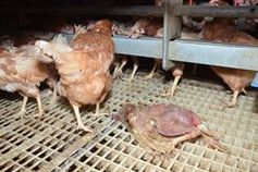 Gravierende Missstände bei führenden Bio- und Freiland-Ei-Produzenten. Bild: PETA
