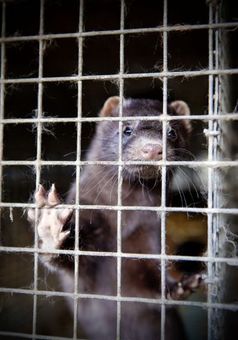 Nerz auf einer deutschen Pelzfarm. Bild: VIER PFOTEN, Fred Dott