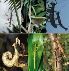 Nicht ähnlich, aber von gleicher Herkunft: Neuweltstabschrecken (oben) und Altweltstabschrecken (unten) bilden überraschenderweise eigene evolutive Linien innerhalb dieser Insektengruppe.