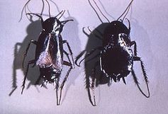 Männchen und Weibchen der Gemeinen Küchenschabe (Blatta orientalis). Bild: de.wikipedia.org