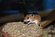 Mus musculoides, eine afrikanische Mäuseart Bild: de.wikipedia.org