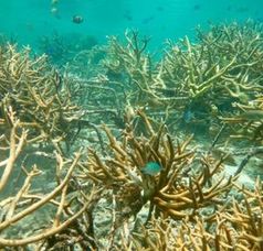 Gefährdetes Korallenriff vor Indonesiens Küste.