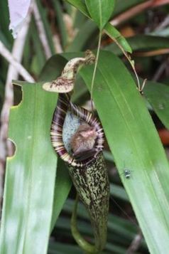 Borneo, im Regenwald: Eine Kleine Wollfledermaus und ihr Schlafquartier, die Kanne der Kannenpflanze Nepenthes rafflesiana. Im Normalfall holen sich diese fleischfressenden Gewächse zusätzlichen Stickstoff aus den Kadavern von Insekten. Diese Art von Kannenpflanze aber nutzt dafür den Kot der Fledermäuse, wie Forscher von der Universität Würzburg entdeckt haben. Foto: Michael Schöner, Uni Würzburg