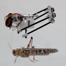 Roboter und Vorbild: Lange Beine bieten Sprungkraft. Bild: aftau.org