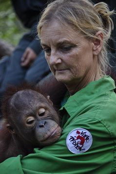 Dr. Signe Preuschoft mit Orang-Utan-Waisenkind Bild: BOSF, VIER PFOTEN