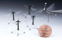 ''RoboBees'': Sie wiegen gerade einmal 80 Milligramm. Bild: wyss.harvard.edu