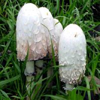 « Coprinus comatus dt.: Schopftintling 3-6 cm breiter, eiförmiger bis kugeliger Hut auf schlankem, hohem Stil, zunächst weiß, später dunkel; rollt sich vom Rand her wie eine Glocke auf (Autolyse), in Gärten, auf Rasenflächen und im Wald. Quelle: MykoTroph AG