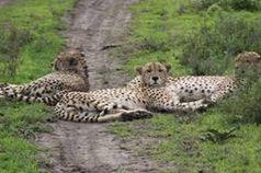 Das schnellste Landraubtier der Welt: In Gefangenschaft nur ein Schatten seiner selbst. Bild: Peta Mary Ester