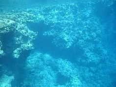 Unterseeische Korallen Bild: EIKE