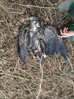 Der bei Salzwedel geschossene Seeadler nach seiner Bergung aus einem Gewässer am 1.3.2022.  Bild: Komitee gegen den Vogelmord e. V Fotograf: Komitee gegen den Vogelmord e. V