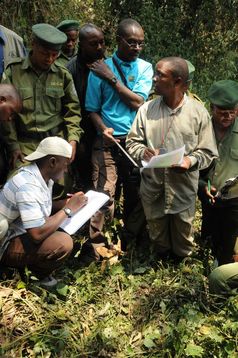 WCS-Forscher Deo Kujirakwinja (Mitte) bildet Zensus-Teilnehmer darin aus, wie sie Daten zu Gorilla-Nestern erheben können. Die Forscher berechnen die Bevölkerungsdichte der Gorillas, indem sie deren Nester und Kothaufen zählen.
Quelle: A. Plumptre/Wildlife Conservation Society (idw)