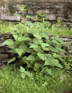 Große Brennnessel (Urtica dioica): Sehr gesund und auch ein hervoragender Pflänzendünger.