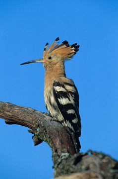 Auf der Naturerbefläche Oranienbaumer Heide in Sachsen-Anhalt ist es der DBU und ihrer Naturerbe-Tochter gelungen, unter anderem auch den Wiedehopf wieder anzusiedeln. Quelle: © piclease/Glader, Hans (idw)