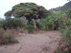 Baum im Trockengebiet: häufiger als gedacht (Foto: Dieter Schütz, pixelio.de)