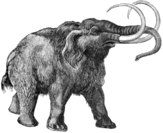 Mammut