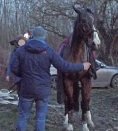 Kurze Zeit später konnte das Pferd wieder stehen. Bild: Feuerwehr Dortmund