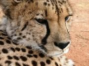 Geparde in Namibia sind genetisch weniger verarmt, als bislang angenommen. Sie sind gesund und pflanzen sich gut fort. Foto: Simone Sommer, IZW