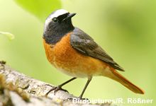 Der Gartenrotschwanz ist „Vogel des Jahres 2011“. Bild: NABU