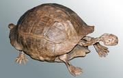 Bild einer fossilen Landschildkröte aus Nordamerika. (c) Torsten Scheyer, Universität Zürich