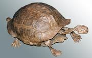 Bild einer fossilen Landschildkröte aus Nordamerika. (c) Torsten Scheyer, Universität Zürich