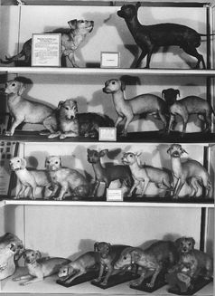 Historisches Foto der Museumsvitrine mit Dermoplastiken aus der Nackthundstudie. Oben: weiblicher behaarter Hund (l.) und männlicher haarloser Hund; darunter ihre Nachkommen (F1- und F2-Generation). Quelle: © Archiv Phyletisches Museum, Jena (idw)