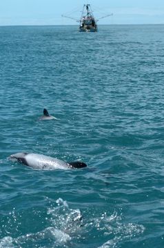 Hector- und Maui-Delfine leben in flachen Küstengewässern. Schleppnetz- und Kiemennetzfischerei ist die größte Gefahr für das Überleben der seltenen Art. Foto: Steve Dawson/NABU International