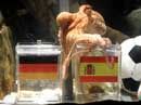 Paul das Oktopus-Orakel im Sea Life Oberhausen prognostiziert der Löw Elf eine Niederlage gegen Spanien und somit nur noch die Chance auf den dritten Platz bei der Fußball WM 2010. Bild: Sea Life Aquarium