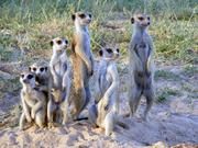 Erdmännchen in der südafrikanischen Kalahari-Wüste