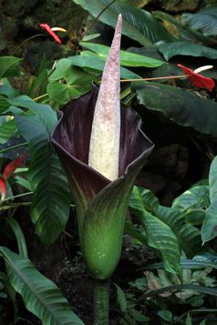 Amorphophallus hewittii
Quelle: Bild: Universität Zürich (idw)