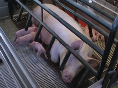 schweinestall: Sau mit Ferkeln im modernen Kastenstand - Barbarisch