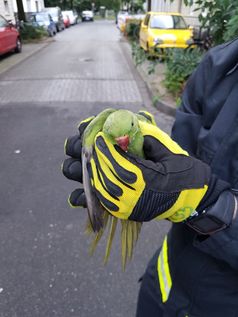 Ein Feuerwehrmann hält den Halsbandsittich