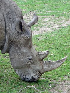 Kopf eines Breitmaulnashorns. Bild: de.wikipedia.org