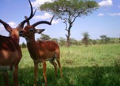 Erwischt: Kamerafalle zeigt Wildtiere der Serengeti. Bild: bit.ly/2JcTt4o