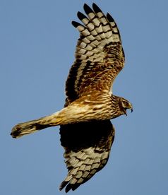 Kornweihe (Circus cyaneus), Weibchen