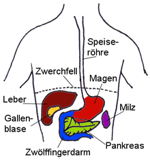 Lage der Oberbauchorgane Bild: 	  de:Bild:BauchOrgane.png + my_update / de.wikipedia.org