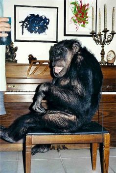 In Wirklichkeit wurde die Rolle von mehreren Schimpansen gespielt. Je nach zu drehender Aufgabe im Film wurde ein anderer Affe, der die entsprechende Fertigkeit besaß, eingesetzt. Einer der falschen Cheetas. Bild: Burroughs1969 at de.wikipedia