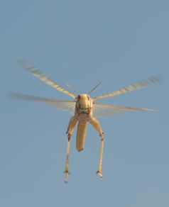 Die Sonne weist den Weg: Heuschrecke im Flug.
Quelle: (Foto: Dr. Keram Pfeiffer / Philipps-Universität) (idw)