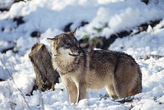 Wolf © Anton Vorauer / WWF