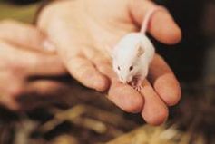 Mäuse sind die Tiere, die europaweit am häufigsten in Tierversuchen gequält werden. Bild: VIER PFOTEN