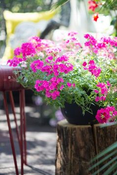 Pinke Verbenen sorgen für Gute Laune auf dem Sommerbalkon.  / Bild: "obs/Blumenbüro/Pflanzenfreude.de"