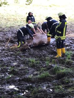 Feuerwehr Hattingen rettet eingesunke Kuh