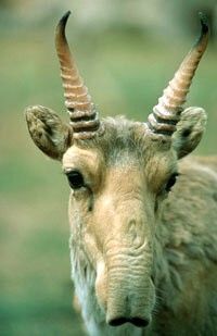 Ausgewachsene männliche Saiga (Saiga tatarica)