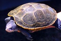 Ausgewachsenes Weibchen der Diamantschildkröte. Bild: de.wikipedia.org