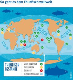 Nur zwei von 23 Thunfischbeständen weltweit sind aktuell überfischt