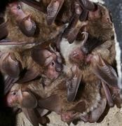 Eine Kolonie weiblicher Bechsteinfledermäuse in ihrem Tagesquartier, einem Fledermauskasten in einem Wald bei Würzburg, Deutschland. Foto: Gerald Kerth / Das Foto darf unter Nennung des Namens des Bildautors zu redaktionellen Zwecken kostenlos genutzt werden.