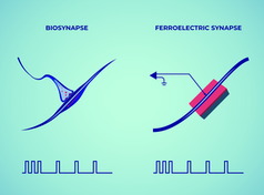 Natürliche und ferroelektrische Synapse.