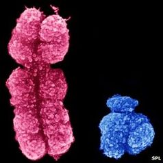 Y-Chromosom: weniger wichtig als angenommen. Bild: SPL