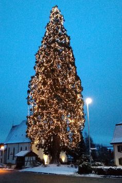 Der „wahrscheinlich größte lebende Weihnachtsbaum 2017 in Deutschland“ in Rheinfelden-Eichsel