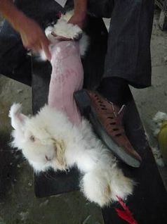Schmerzhafter Lebendrupf bei Angorakaninchen in China. Bild: © PETA Asia Pacific