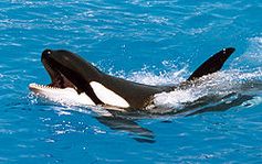 Shamu, ein Orca in Sea World, Kalifornien. Bild: Terabyte on de.wikipedia